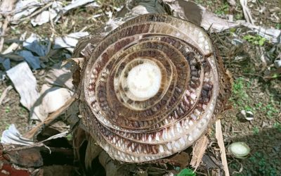 Panama Disease is Curable